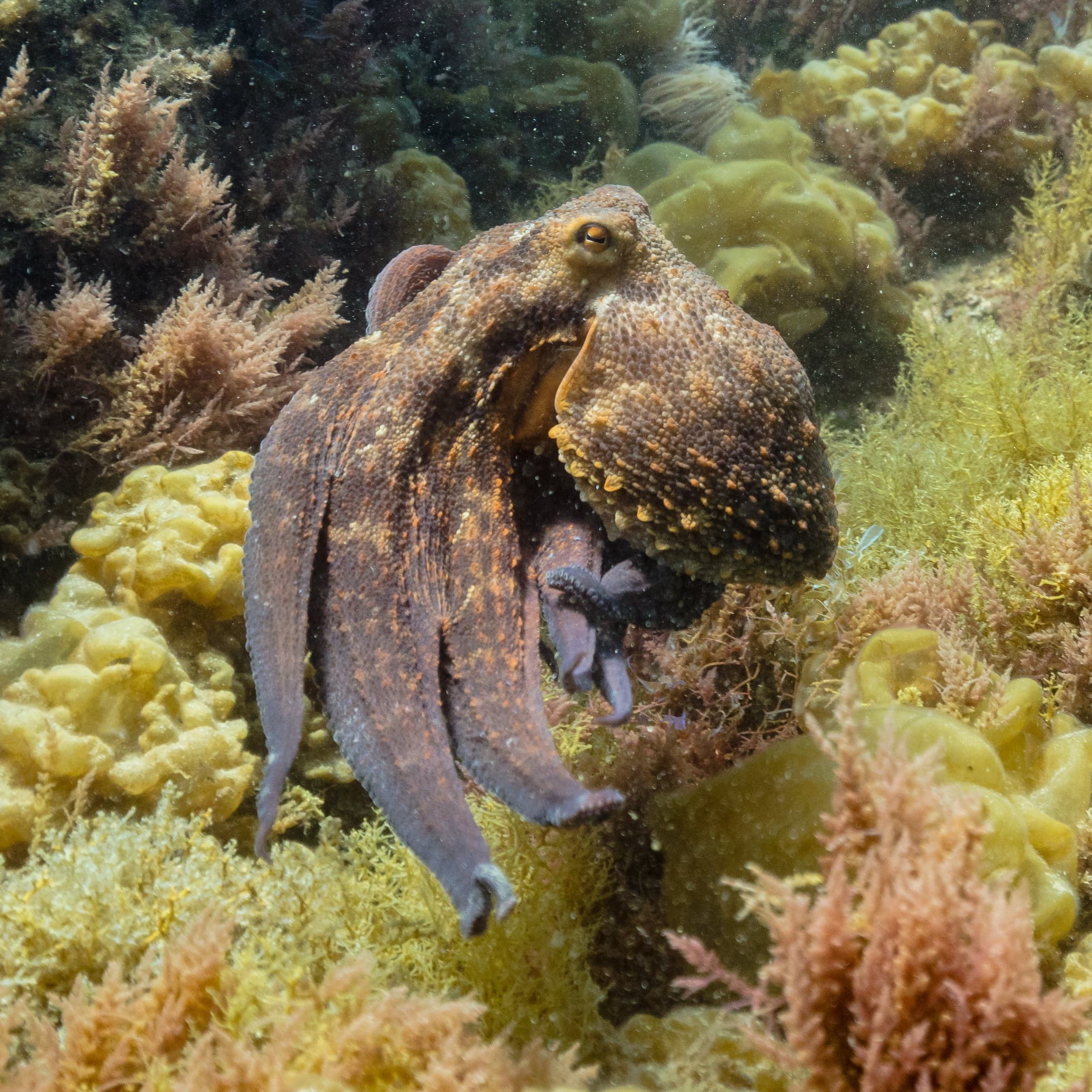 A common octopus on a reef, its body and arms clearly visible among seaweed