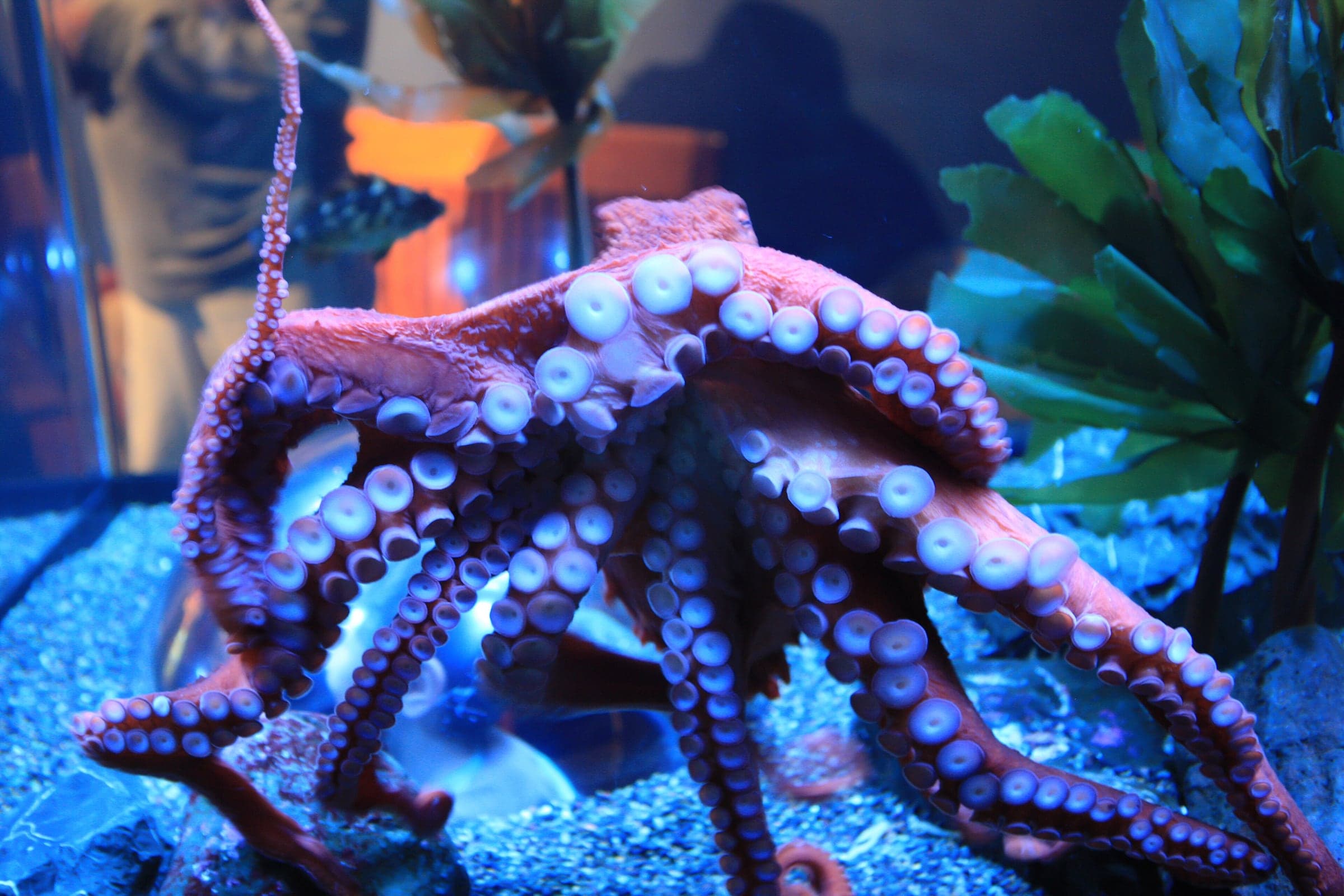 A giant Pacific octopus in an aquarium, arms raised to show rows of large white suckers