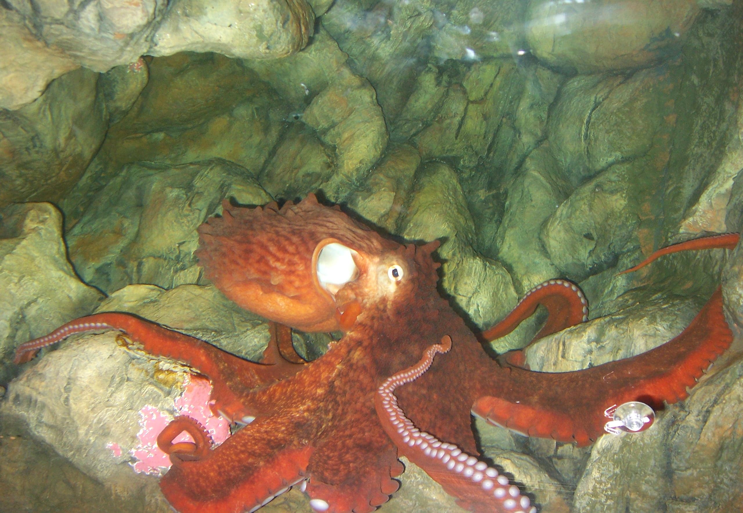 A giant Pacific octopus, bright orange-red, with its arms and suckers spread across the rocks and one eye watching